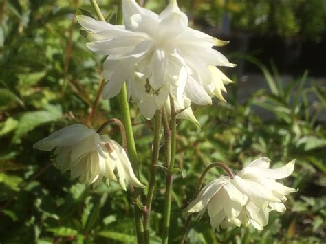 Aquilegia – LEHTOAKILEIJA ’White Barlow’ – Kulpan puutarha