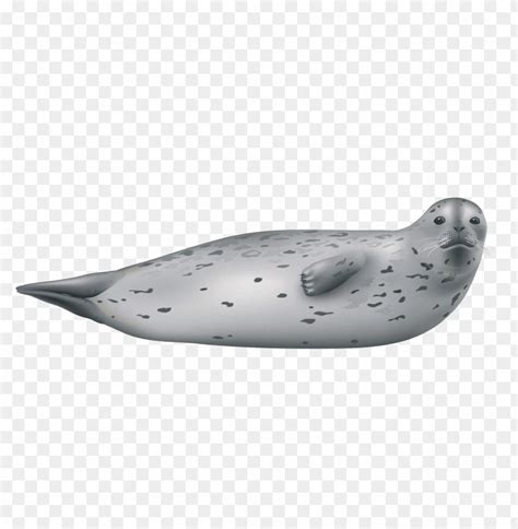 Download Harbor Seal Png Png Images Background Toppng