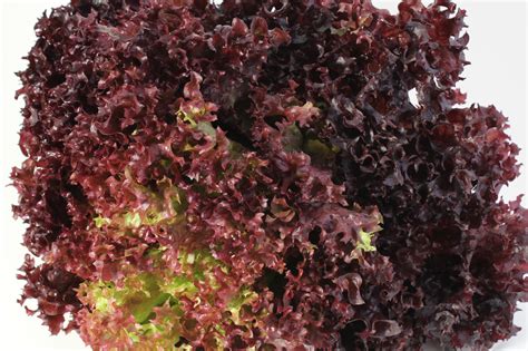 Lollo Rosso Salat – Weihe Webshop