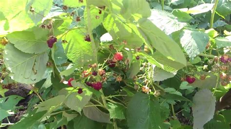 Подготовка древовидной малины к зиме - YouTube