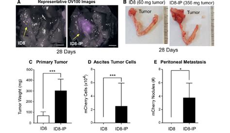 Frontiers Vitamin C Inhibits Metastasis Of Peritoneal 56 Off