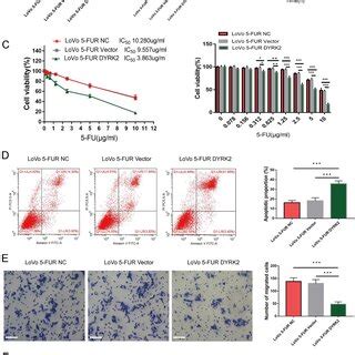 Dyrk Overexpression Enhances Fur Lovo Cell Chemosensitivity And