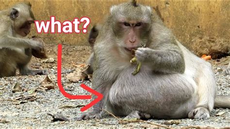 🐒animals Monkeys🐒so Sad A Tumor In The Monkeys Stomach Youtube