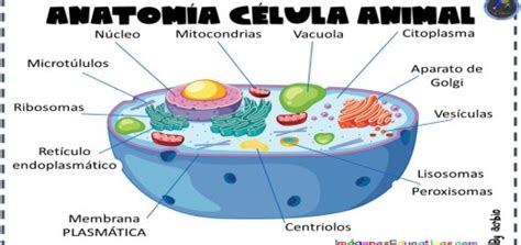 CÉlula Animal Imagenes Educativas