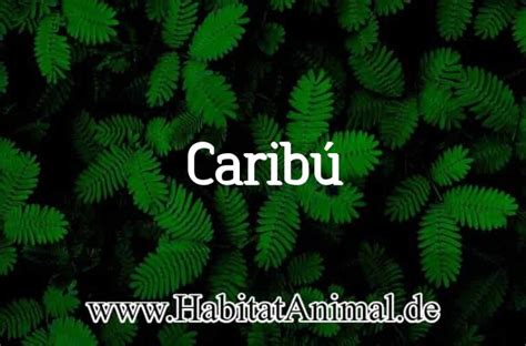 Carib Caracter Sticas Que Come Y Habitat