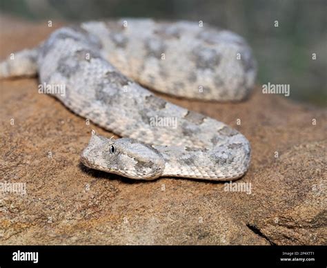 Horned Adder Snake Bitis Caudalis Resting On Rock Namibia January