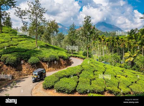 India State Of Kerala Wayanad District Tea Plantations Around