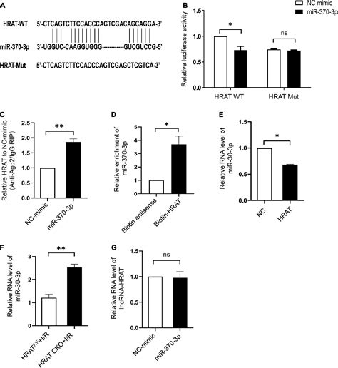 Frontiers Deficiency Of A Novel LncRNA HRAT Protects Against