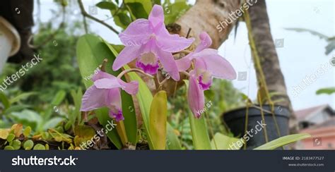 Beautiful Orchids That Grow Borneo Indonesian Stock Photo 2183477527 ...