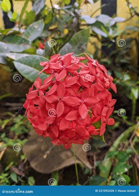 Closeup Red Flower ,Indian Jasmine.scientific Name Ixora Chinensis Lamk
