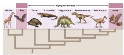 Chapter Phylogenies And The History Of Life Flashcards Quizlet