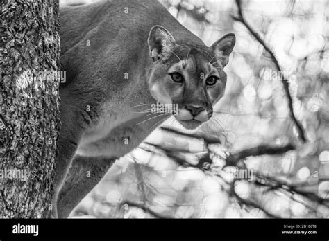 Strong Green Tree Black And White Stock Photos And Images Alamy