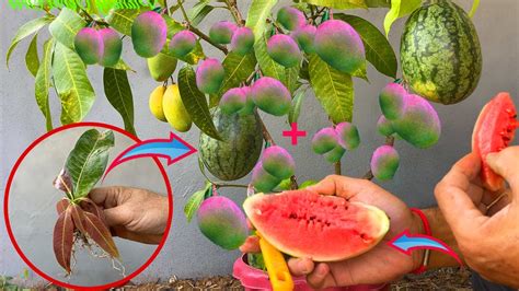 How To Propagate Watermelon With Mango From Cutting Crafting Idea