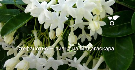 Стефанотис — лиана из Мадагаскара. Уход в домашних условиях. Фото ...