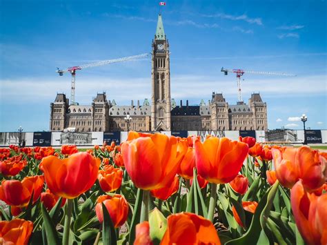 Tulip Festival Ottawa 2025 Luce Winonah