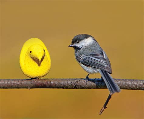 Hilarious Bird Photos You Shouldn't Miss | Reader's Digest