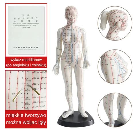 Model Anatomiczny Kobiety Do Akupunktury Meridiany Cm Ksi Eczka