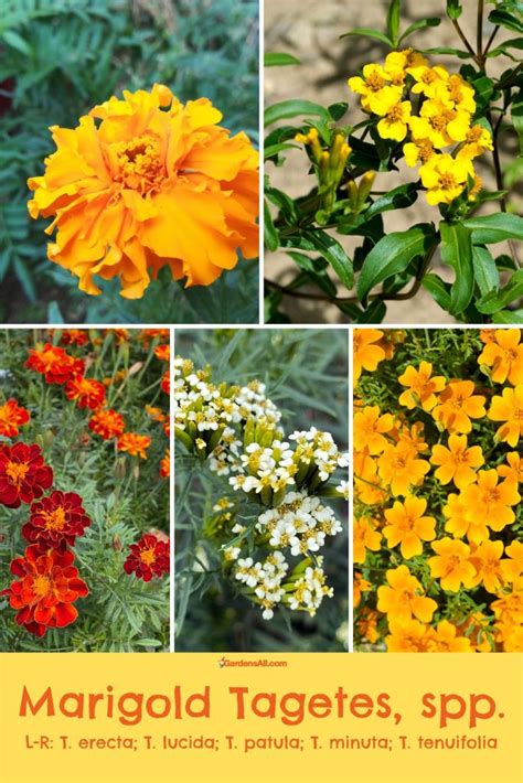 Tagetes Marigold Benefits And Uses Discover The Ts Of This Powerful Plant