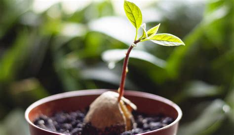 Comment faire pousser un avocatier chez soi à partir d un noyau d