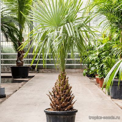 Купить Семена экзотических растений | Tropics Seeds