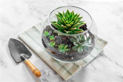 How to Make a DIY Succulent Terrarium Your Plants Will Love