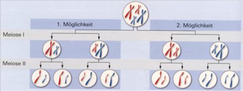 Bio Buch Genetik Pas Karteikarten Quizlet