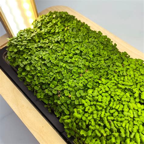 Microgreens Brokkoli – BERLIN GREEN