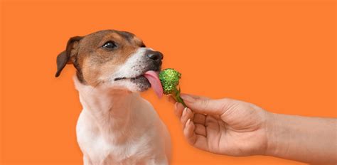 Broccoli: Unleashing the Health Benefits for Your Dog
