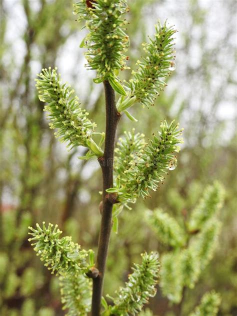 Beautiful Pussy Willow In Spring Lithuania Stock Photo Image Of Beautiful Macro 109722686