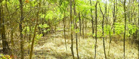 Lady Alice Compilation 06 Beauty And Sexuality Shemale Porn Feat Mesmeriza By FapHouse XHamster