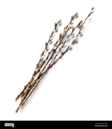 Pussy Willow Branches Isolated On White Background Stock Photo Alamy