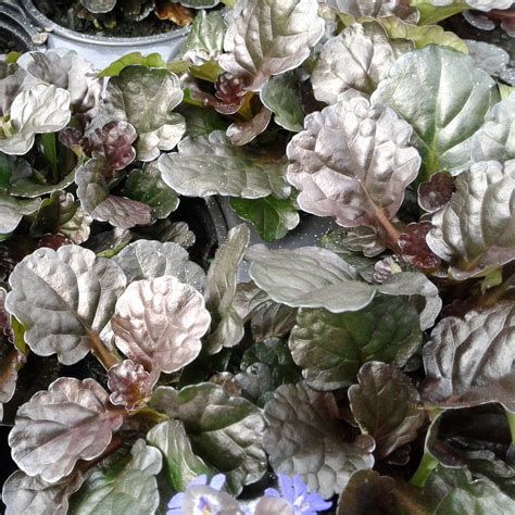 Ajuga reptans 'Black Scallop' PP15815 - 4"R – Evergreen Nursery, Inc.