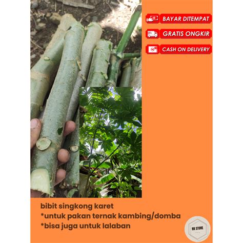 Jual Bibit Stek Singkong Karet Singkong Pakan Ternak Daun Muda Bisa