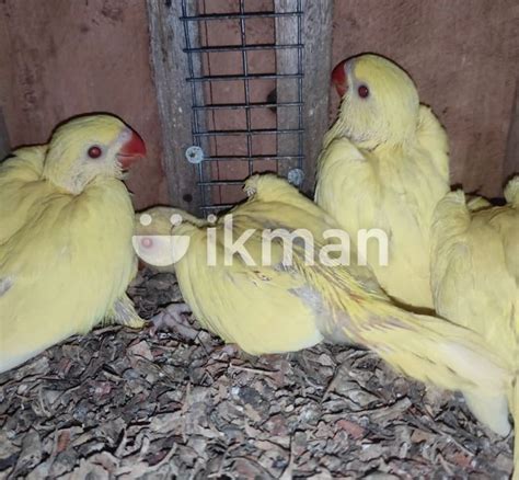 Yellow Ring Neck Chicks For Sale In Jaffna City Ikman