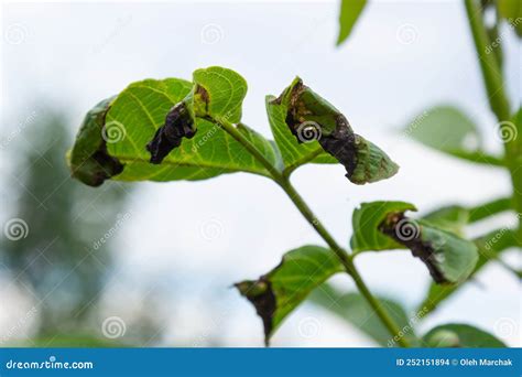 Walnut Anthracnose Or Walnut Black Spot Gnomonia Ophiognomonia