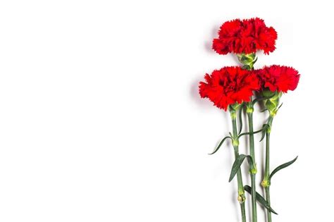 Две гвоздики | Премиум Фото