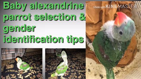 Baby parrot care & tips ( Alexandrian or raw ) selection & male, female ...