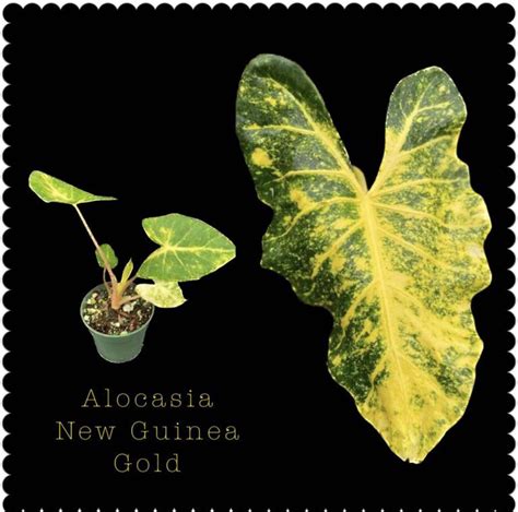 Alocasia Macrorrhiza New Guinea Gold Email For Availability