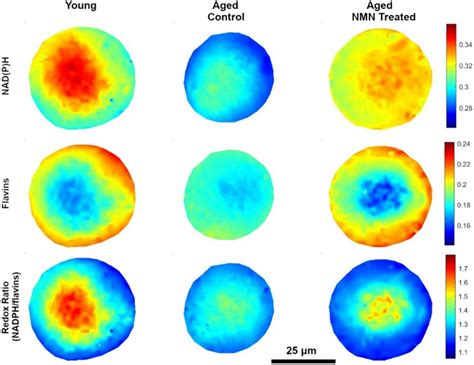 Heatmap For Nad P H Flavins And Redox Ratio For Young Aged Control