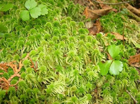 What Is Peat Moss And How To Use Sphagnum Moss In Your Garden