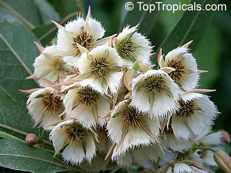 Elaeocarpus - JungleKey.fr Image