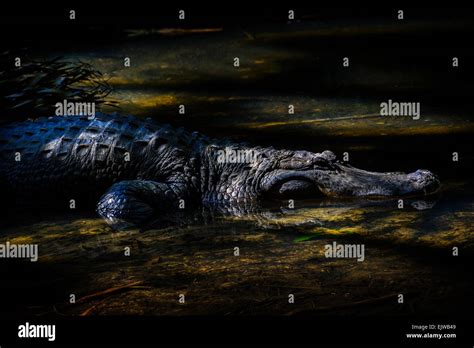 Usa Florida Palm Beach Crocodile In Water Stock Photo Alamy