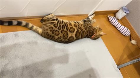 Pussy All In Full View Pornhub