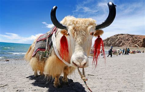 Yaks in Tibet 2025 - Rove.me