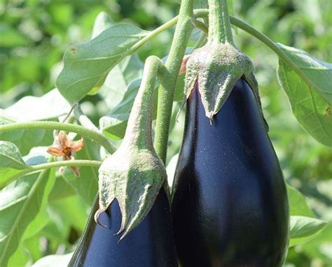 Seeds