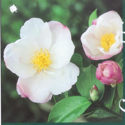 Camellia sasanqua Narumigata – Fragrant