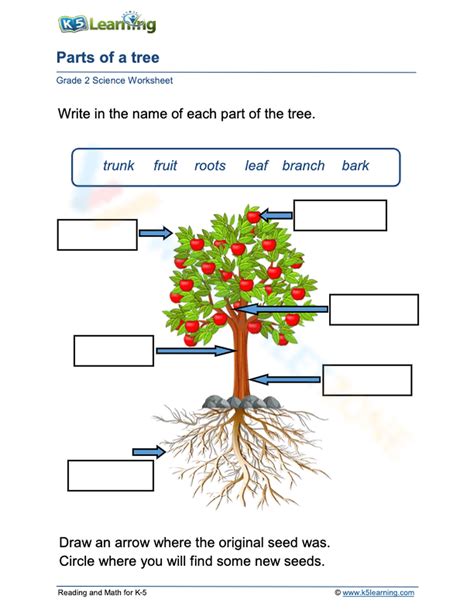 Identify Parts Of Trees Worksheet