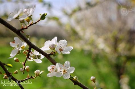 طبیعت مازندران در چند قدمی فصل بهار خزرنما