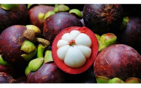 Budidaya Buah Manggis Budidayaku
