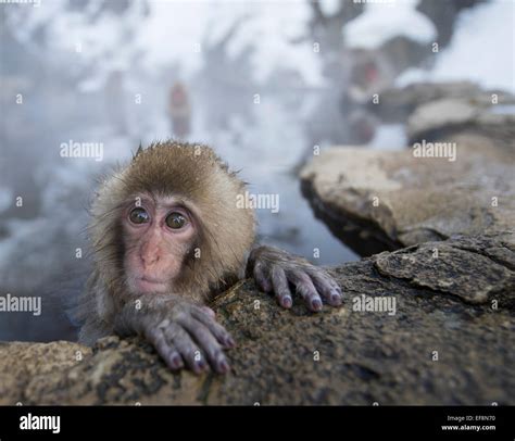 Japanese Snow Monkeys Bathing In Hot Spring Pools At Jigokudani Onsen Nagano Prefecture Japan